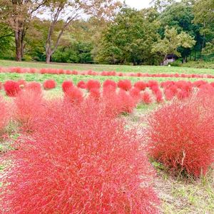 甘樫丘万葉展望台 4枚目