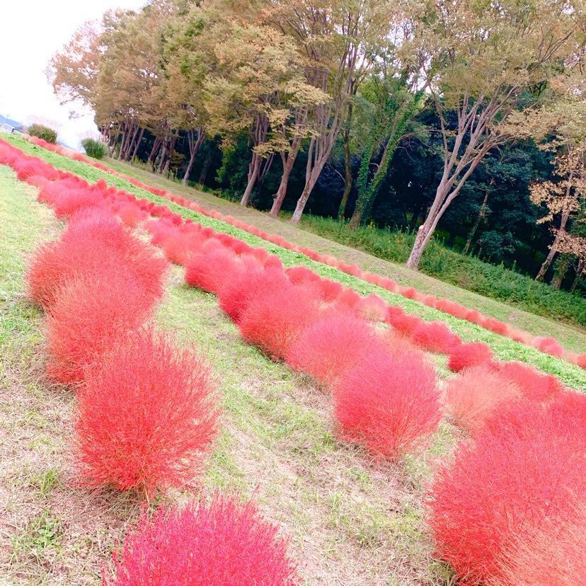 𓇼のんたん𓇼さんが投稿した甘樫丘万葉展望台に関する口コミの画像