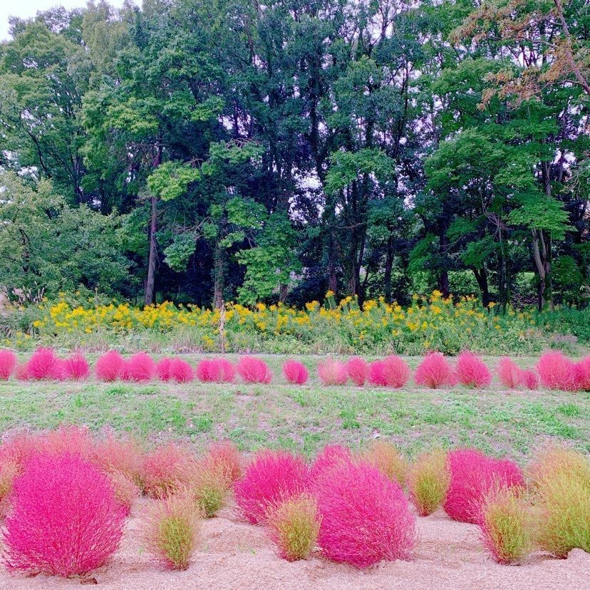 𓇼のんたん𓇼さんが投稿した甘樫丘万葉展望台に関する口コミの画像