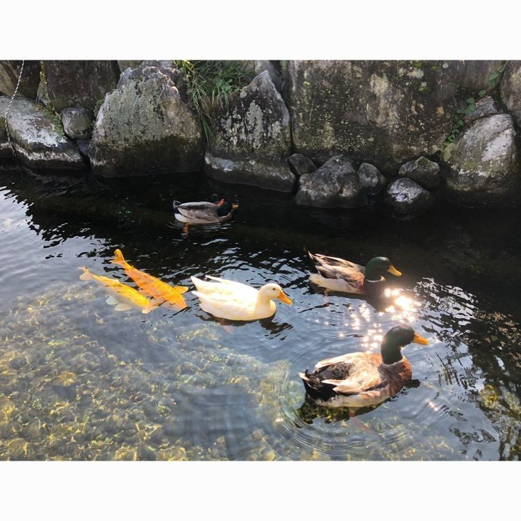 花❁⃘華  さんが投稿した杖の淵公園に関する口コミの画像