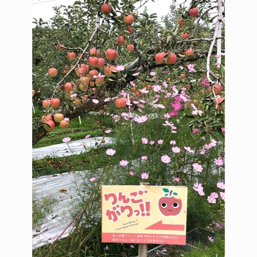 syoukenmamaさんが投稿した加藤農園に関する口コミの画像