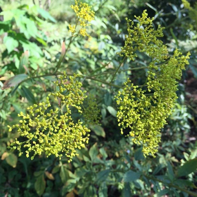 きんちゃんさんが投稿した向島百花園に関する口コミの画像