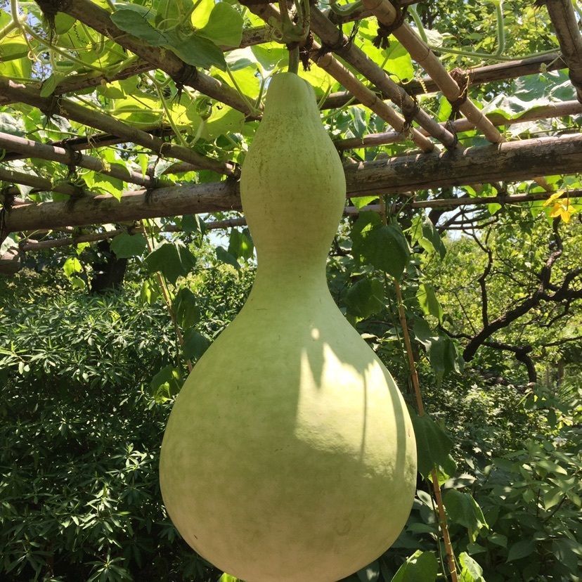 きんちゃんの画像
