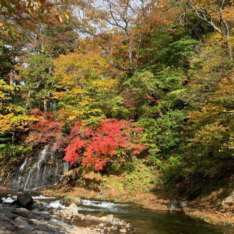 mocomocoさんが投稿した中野もみじ山の紅葉に関する口コミの画像