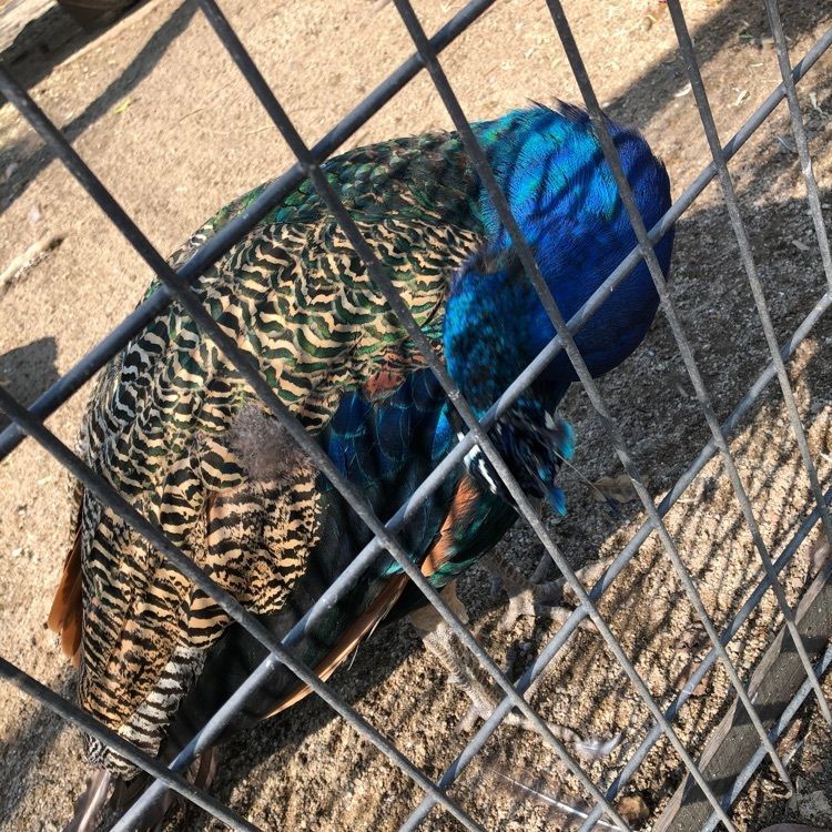 Risaoooo0830さんが投稿した久留米市鳥類センターに関する口コミの画像