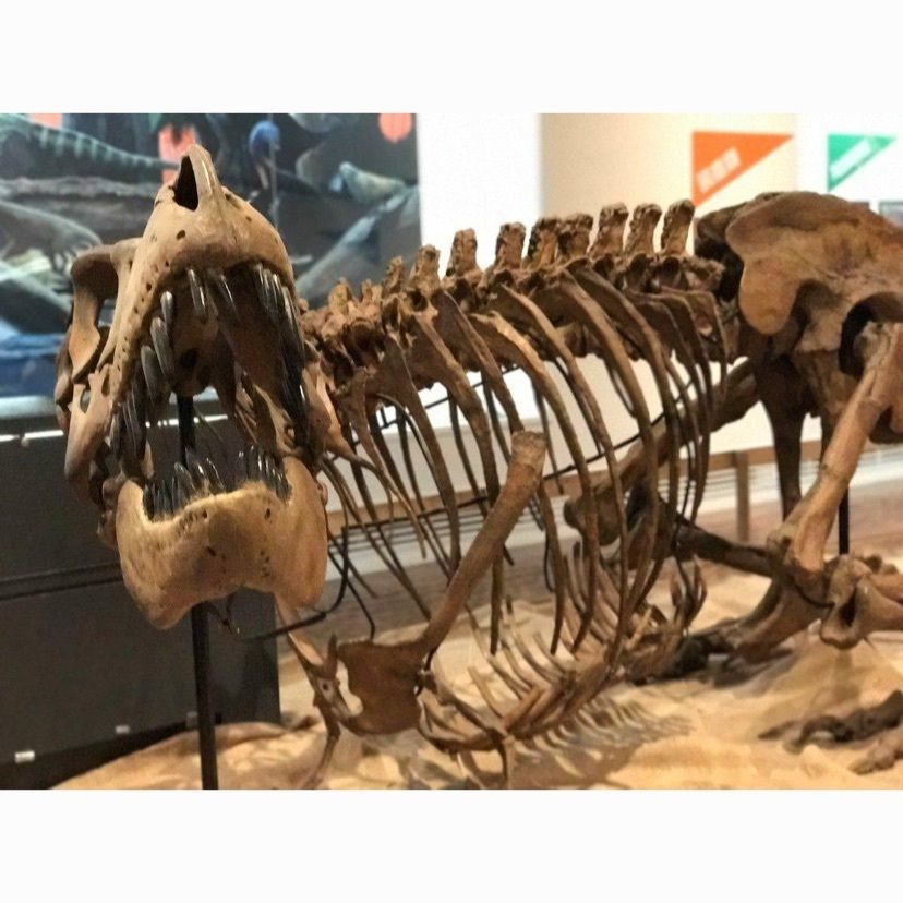 syoukenmamaさんが投稿した那須野が原博物館に関する口コミの画像