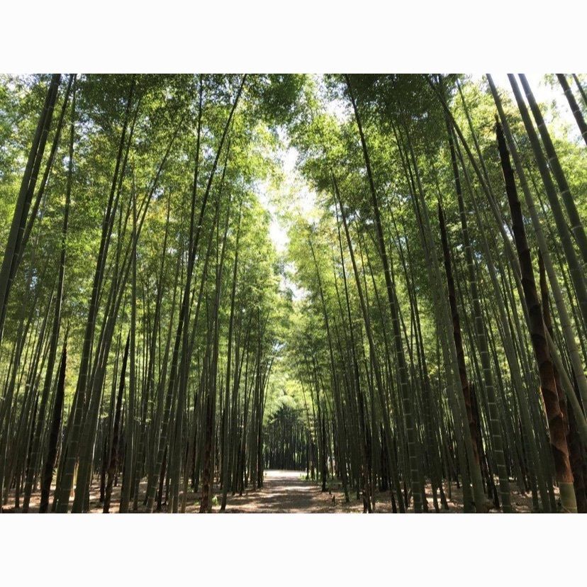 #若山農場 #たけのこ掘り #筍 #おでかけ
