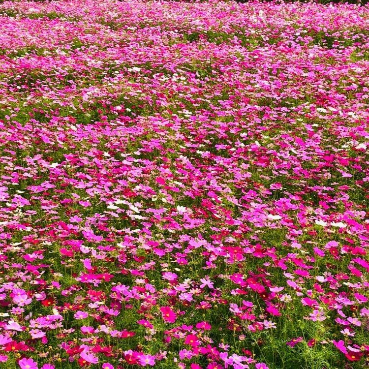 ユリユリさんが投稿した大野岳（鹿児島県南九州市）に関する口コミの画像