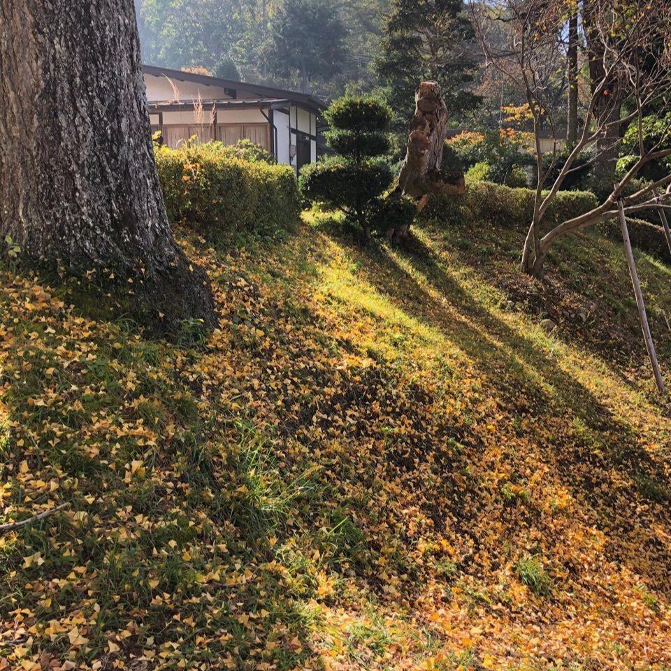 jun.kubotaさんが投稿した長福寺の大銀杏に関する口コミの画像