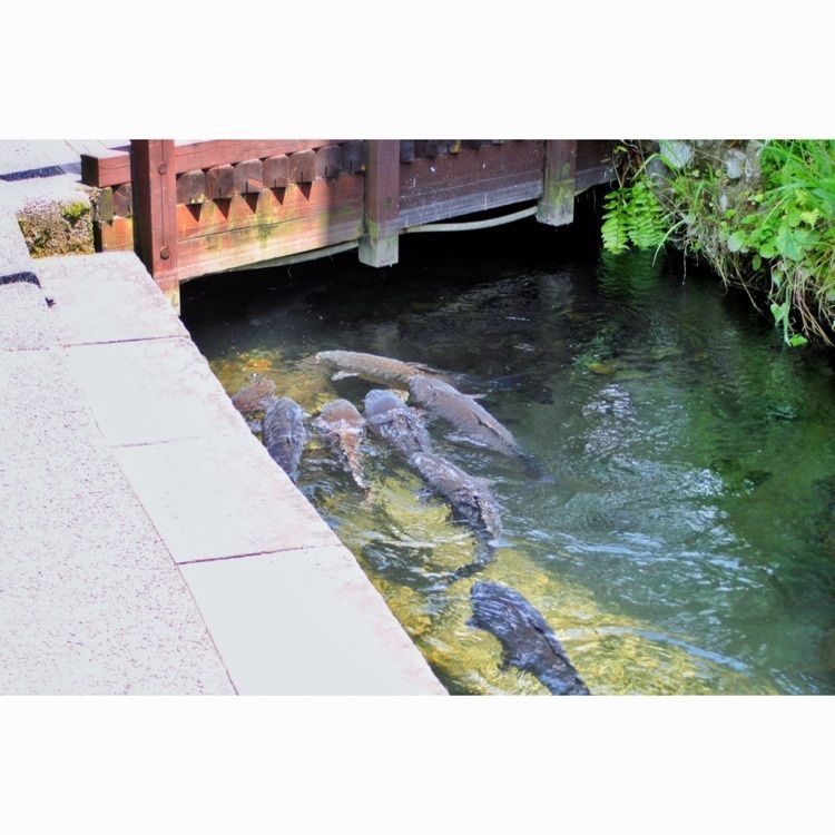 neco-meさんが投稿したいがわ小径に関する口コミの画像