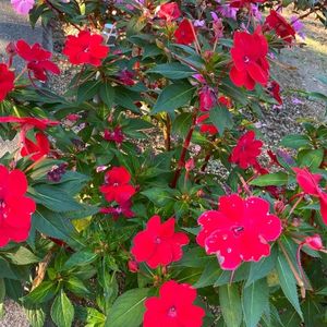 半田山植物園