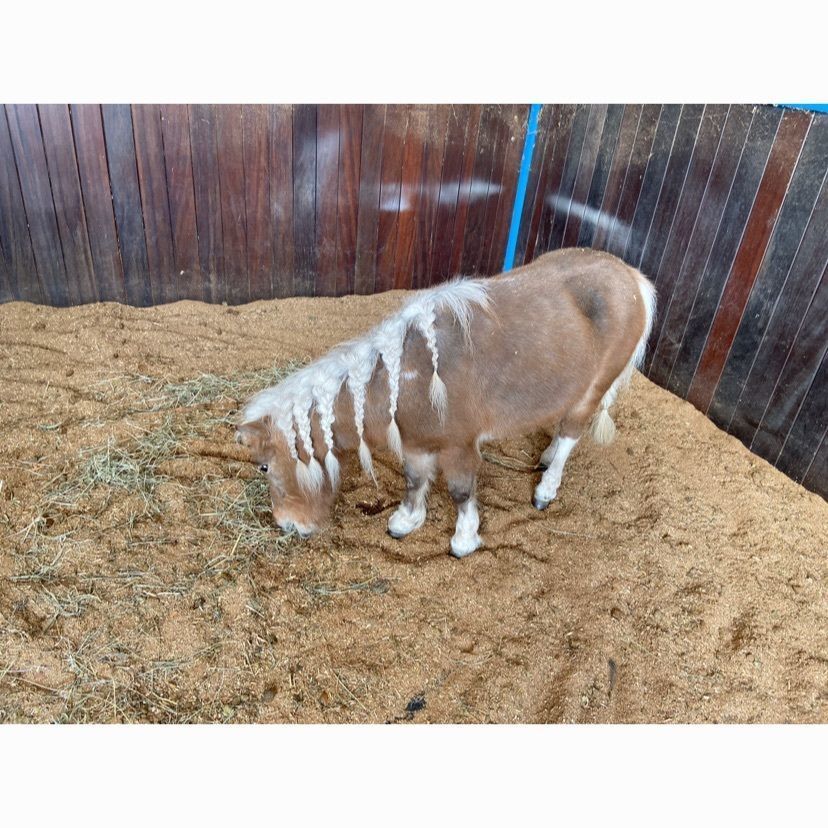 syoukenmamaさんが投稿したNASU FARM VILLAGEに関する口コミの画像