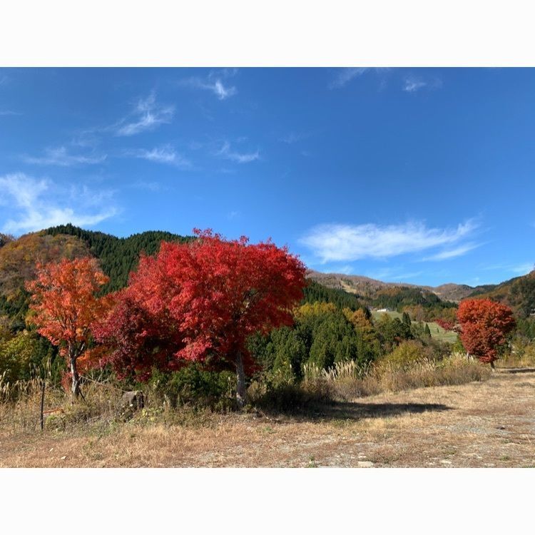 Howl Monさんが投稿しためいほう高原に関する口コミの画像