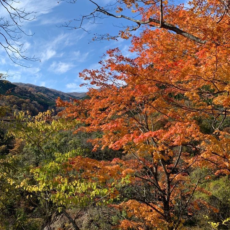 Howl Monさんが投稿しためいほう高原に関する口コミの画像