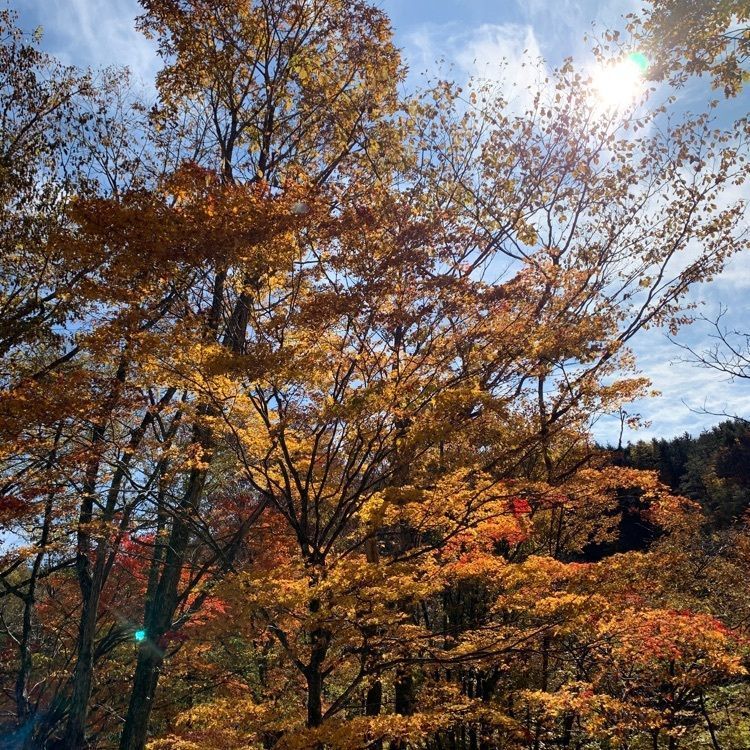 Howl Monさんが投稿しためいほう高原に関する口コミの画像