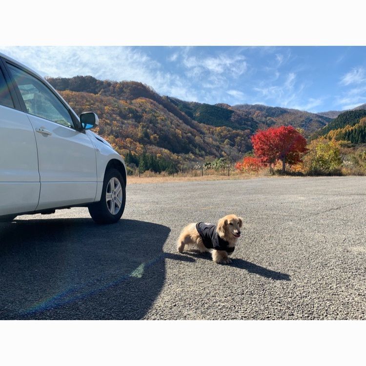 Howl Monさんが投稿しためいほう高原に関する口コミの画像