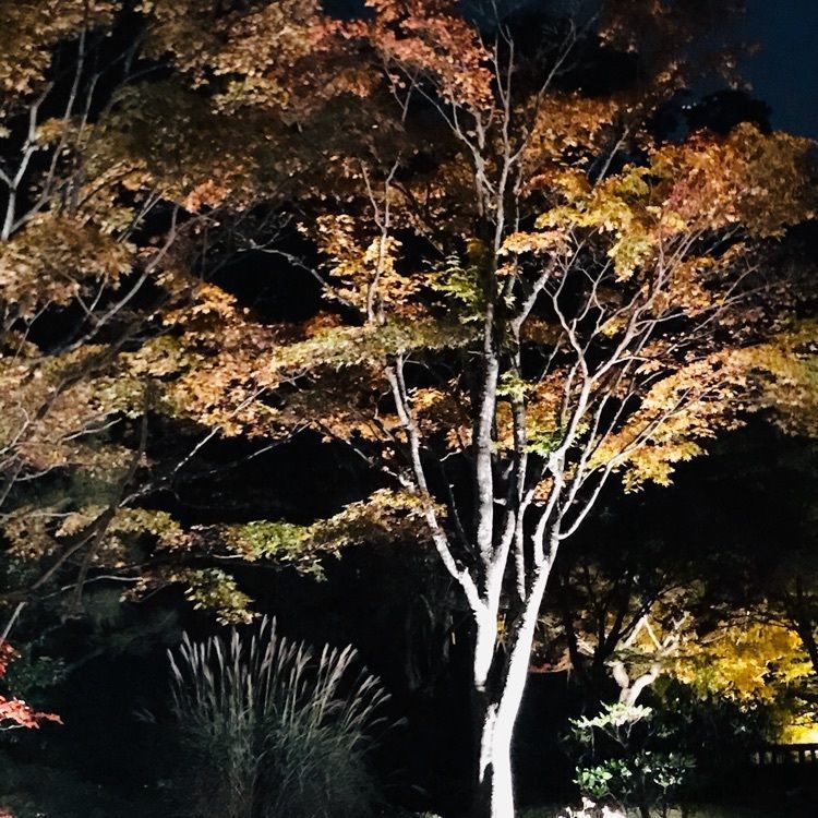 Musashiさんが投稿した翠楽苑に関する口コミの画像