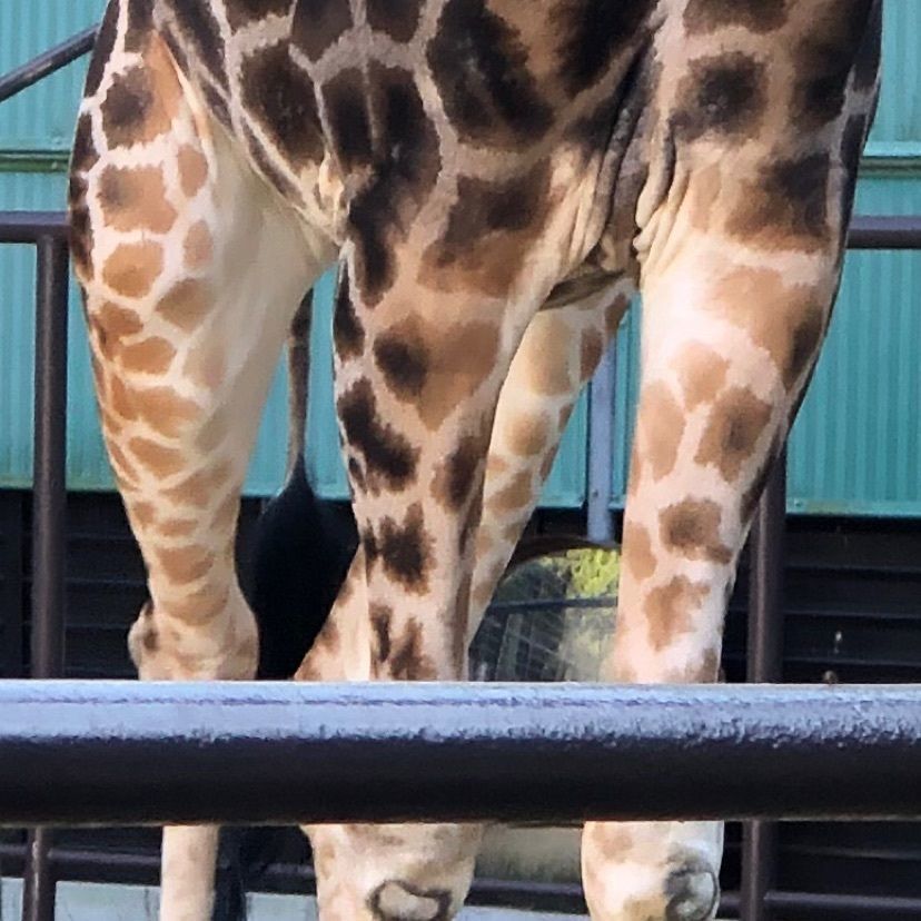 himbaさんが投稿した姫路市立動物園に関する口コミの画像