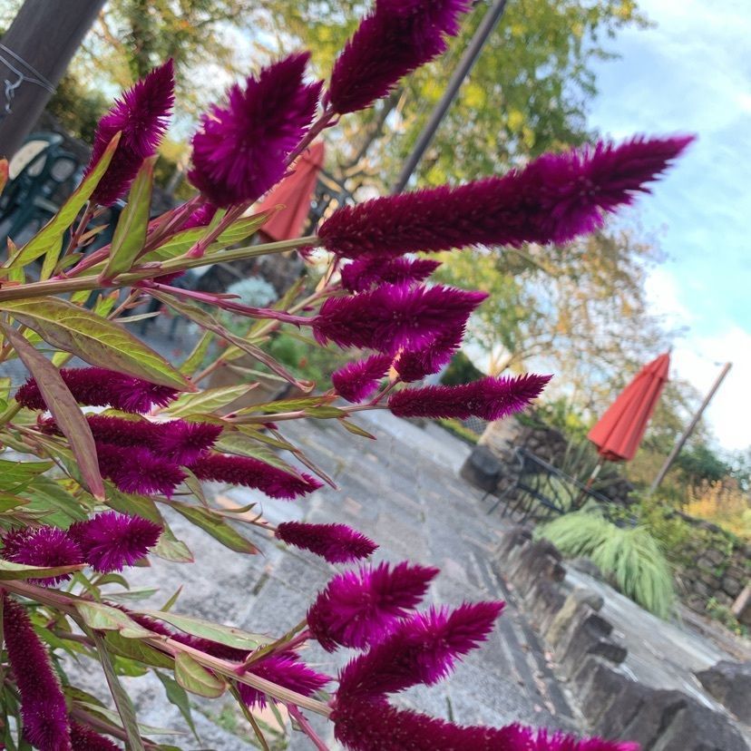 𓇼のんたん𓇼さんが投稿したCafe Garden 花の文化園（花の文化園）に関する口コミの画像