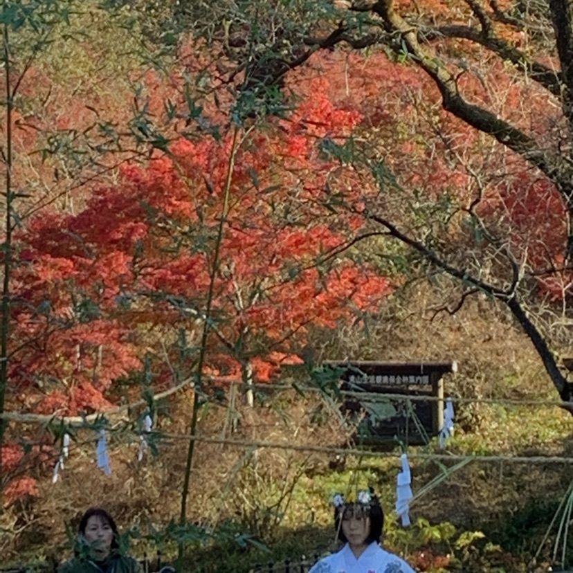 さくらさんが投稿した滝山公園のツツジに関する口コミの画像