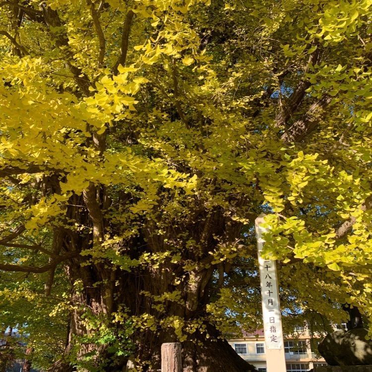 natural_beach_732eさんが投稿した古町の大イチョウに関する口コミの画像