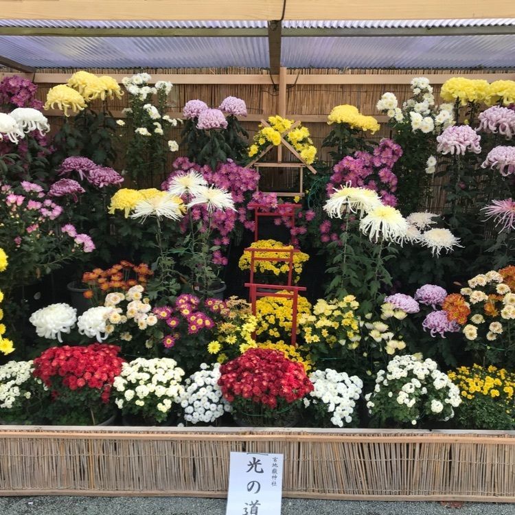 シュウさんが投稿した画像の画像