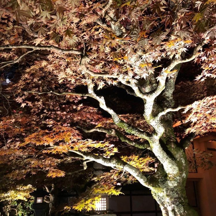 serenaさんが投稿した根本大塔に関する口コミの画像