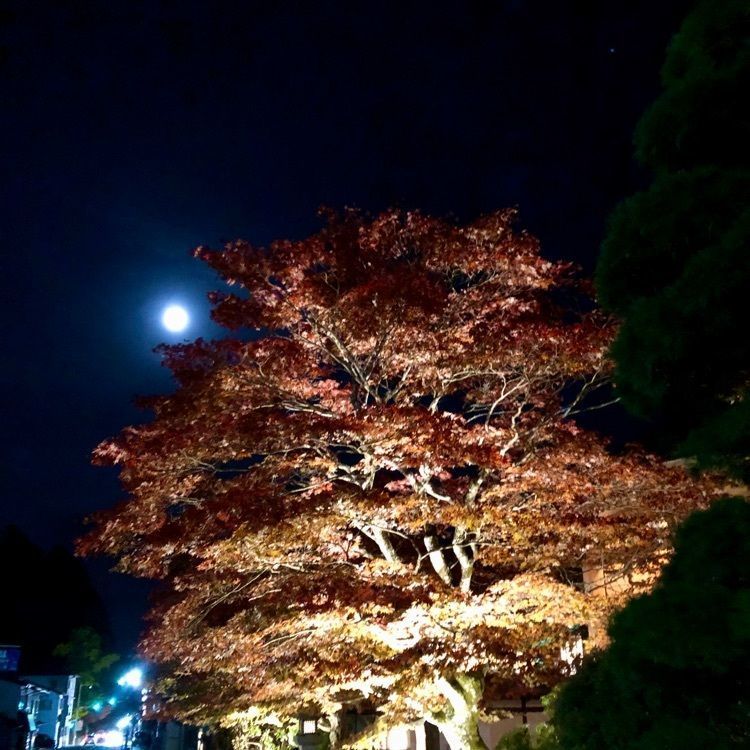 serenaさんが投稿した根本大塔に関する口コミの画像