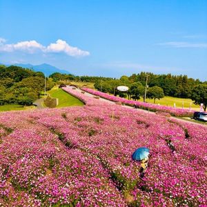 霧島ヶ丘公園展望台 2枚目
