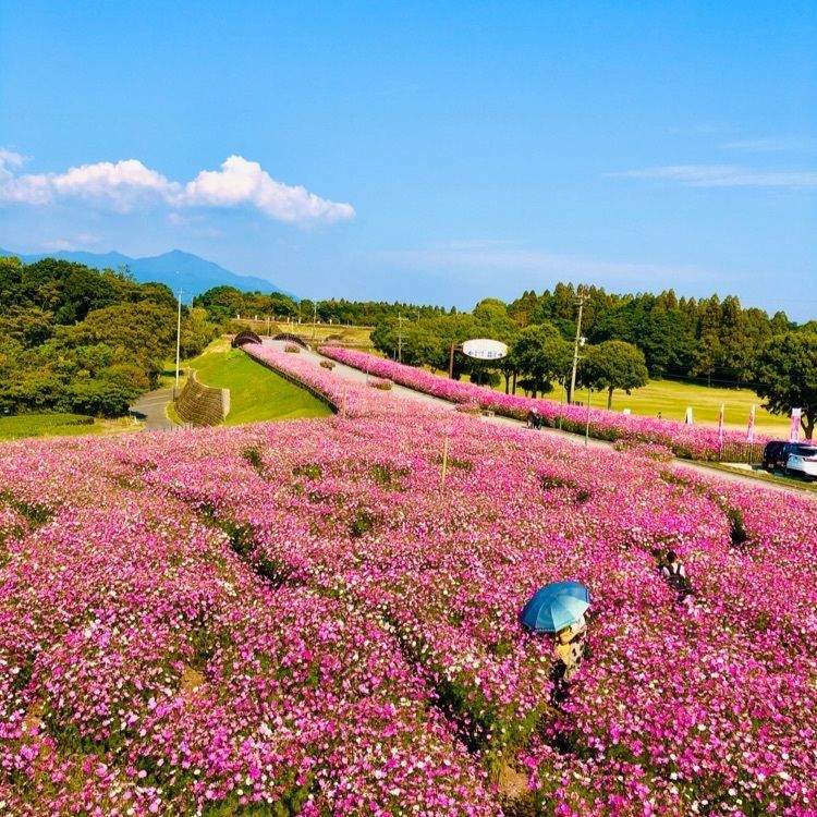 ユリユリさんが投稿した霧島ヶ丘公園展望台に関する口コミの画像