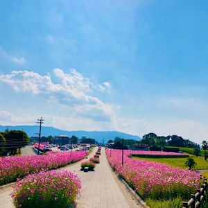 霧島ヶ丘公園展望台 3枚目