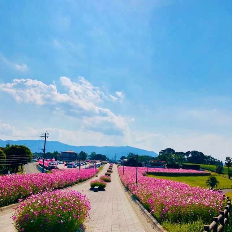 ユリユリさんが投稿した霧島ヶ丘公園展望台に関する口コミの画像