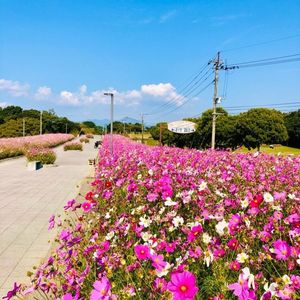 霧島ヶ丘公園展望台 4枚目