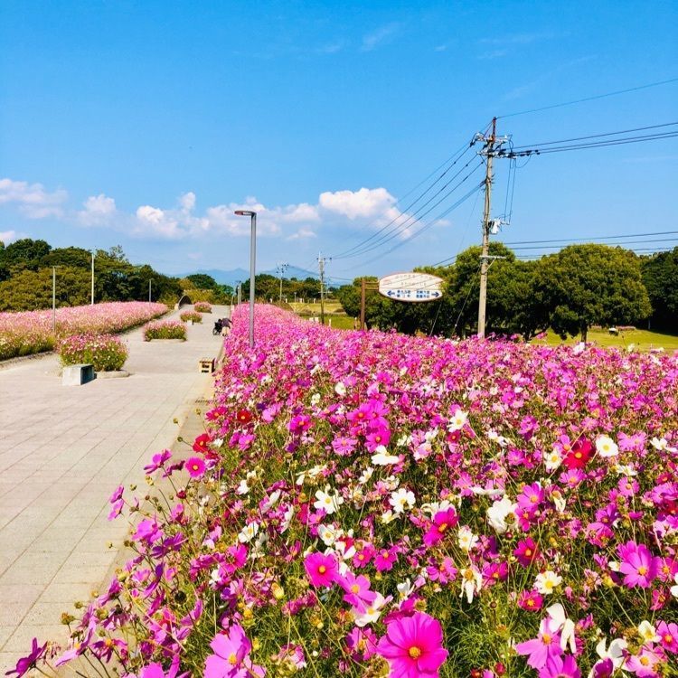ユリユリさんが投稿した霧島ヶ丘公園展望台に関する口コミの画像