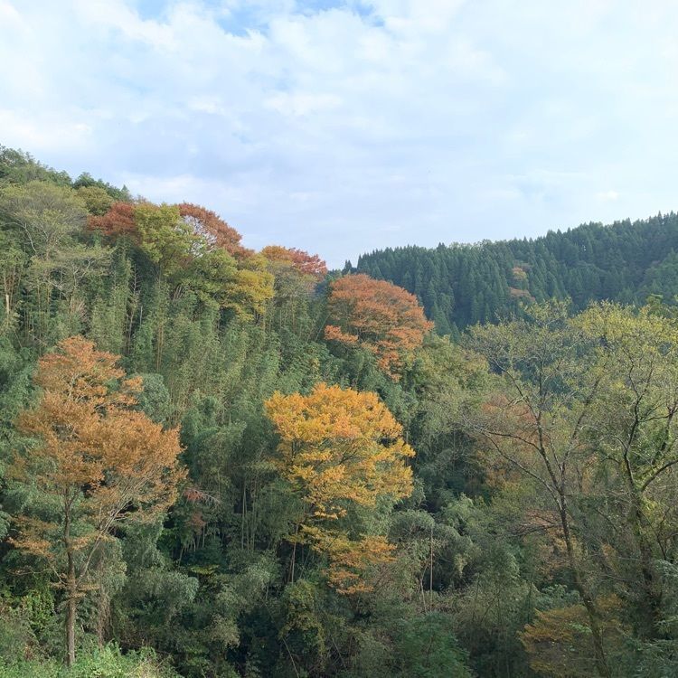 formal_cafeteria_8688さんが投稿した岡城阯の紅葉に関する口コミの画像