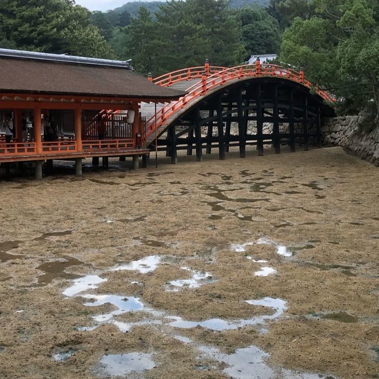 active_shopping_760cさんが投稿した厳島（いつくしま）に関する口コミの画像