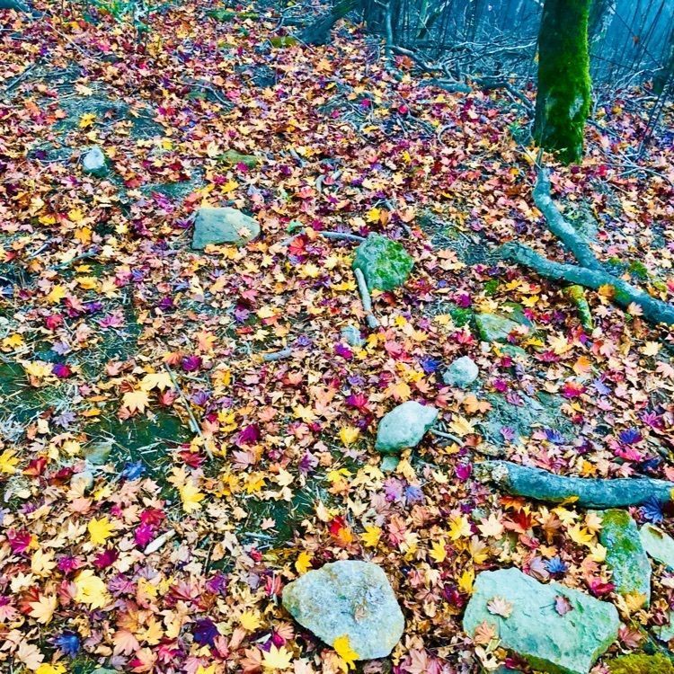 ユリユリさんが投稿した森深き、名泉の宿　霧島ホテルに関する口コミの画像