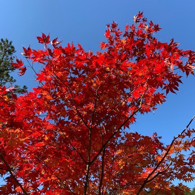 Howl Monさんが投稿した段戸裏谷原生林に関する口コミの画像