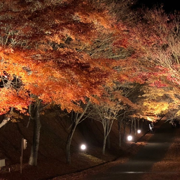 mimi308さんが投稿したもみじ湖（箕輪ダム）に関する口コミの画像