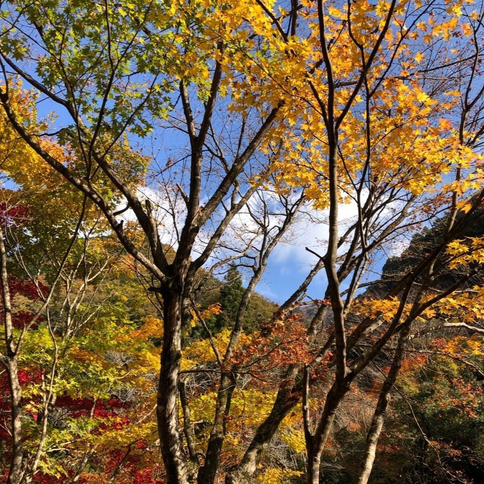 M78Seiunさんが投稿した木谷峡／もみじに関する口コミの画像