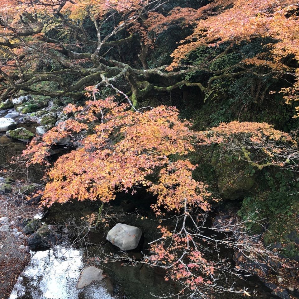 M78Seiunさんが投稿した木谷峡／もみじに関する口コミの画像