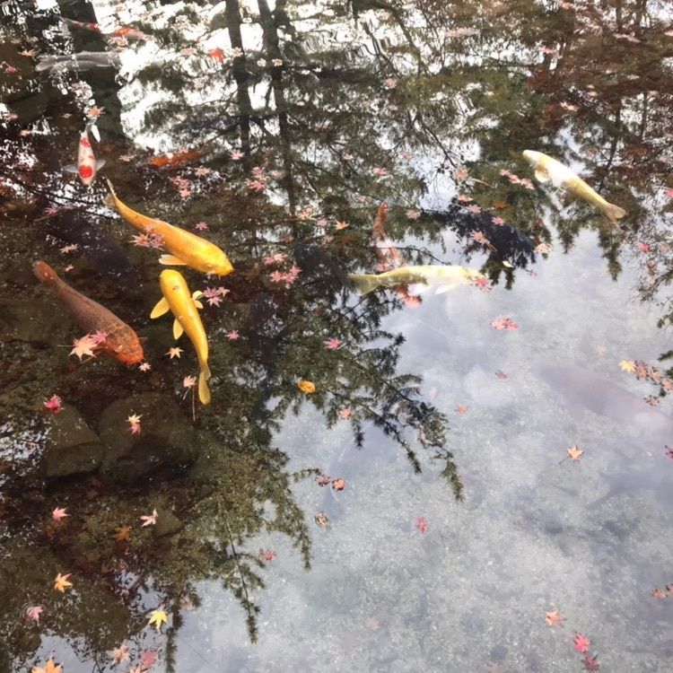 まきさんが投稿した漢陽寺／もみじに関する口コミの画像