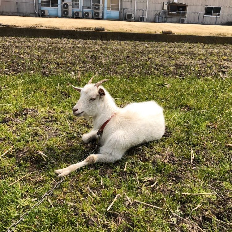 Moonさんが投稿したカマ喜ri（カマキリ）に関する口コミの画像