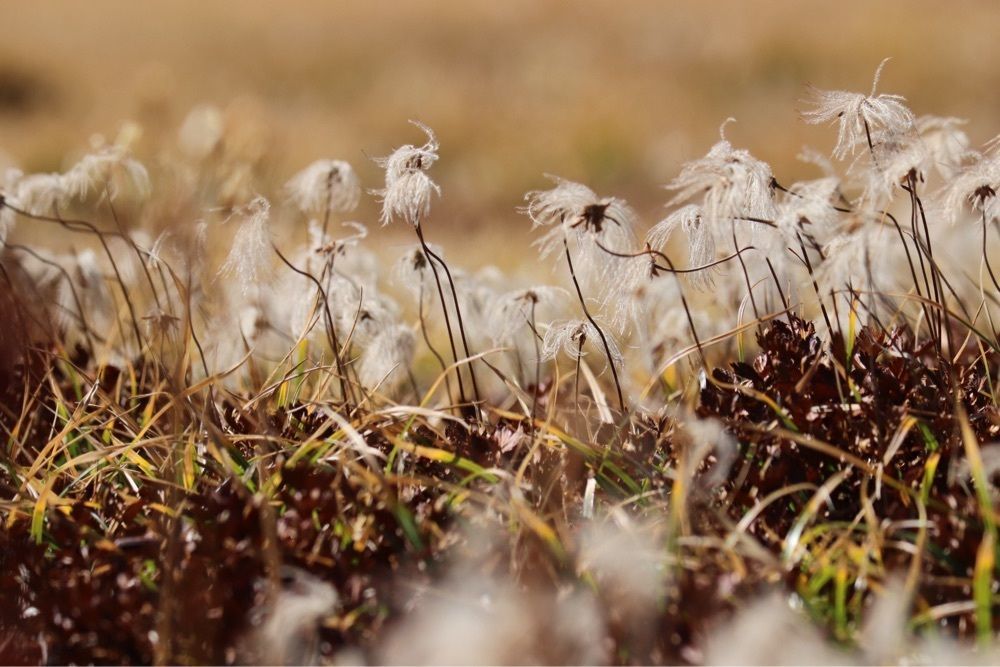taka_wildflowerさんが投稿した立山そばに関する口コミの画像
