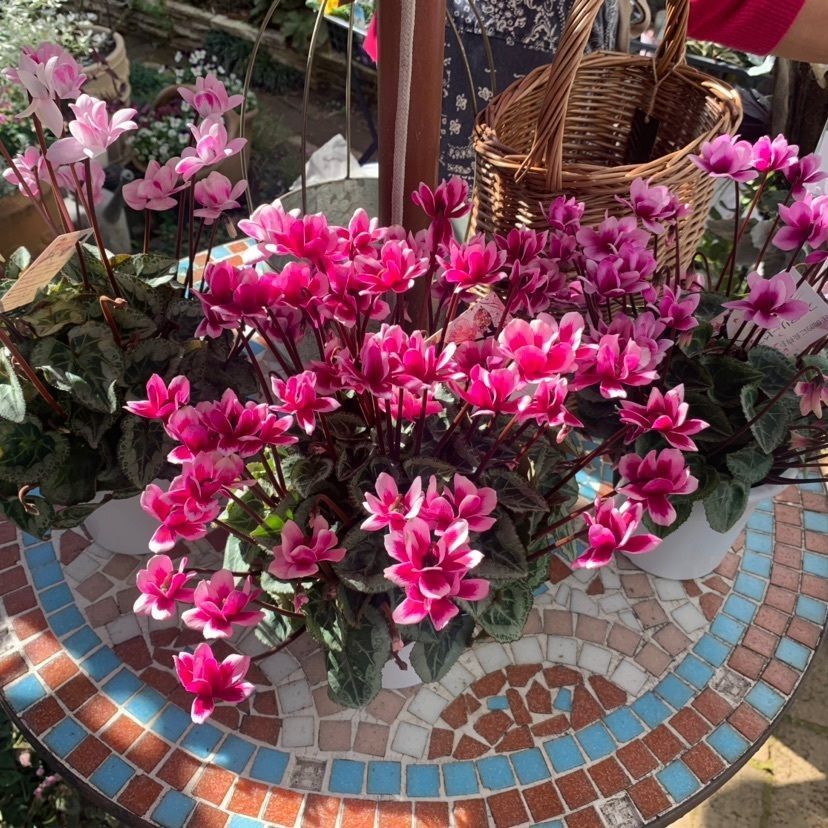 odeka-Kさんが投稿したフラワーバスケット（FlowerBasket）に関する口コミの画像