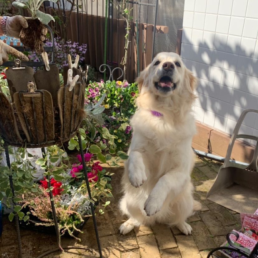 odeka-Kさんが投稿したフラワーバスケット（FlowerBasket）に関する口コミの画像