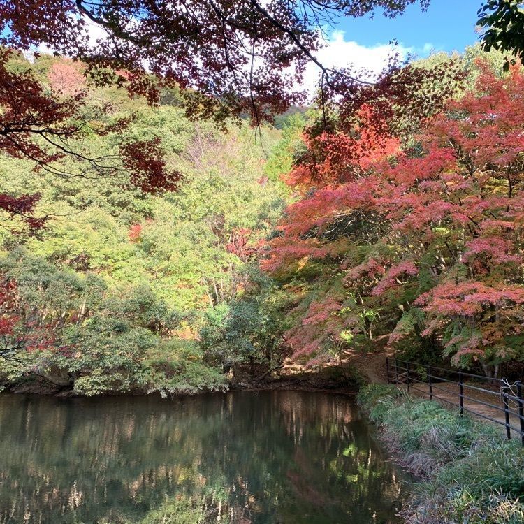 formal_cafeteria_8688さんが投稿した白馬渓の紅葉に関する口コミの画像