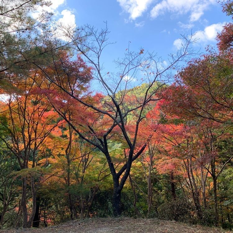 formal_cafeteria_8688さんが投稿した白馬渓の紅葉に関する口コミの画像