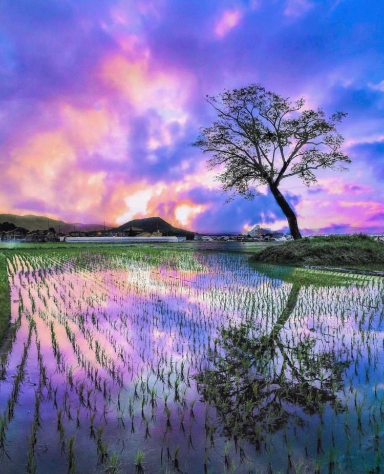 aumoの画像