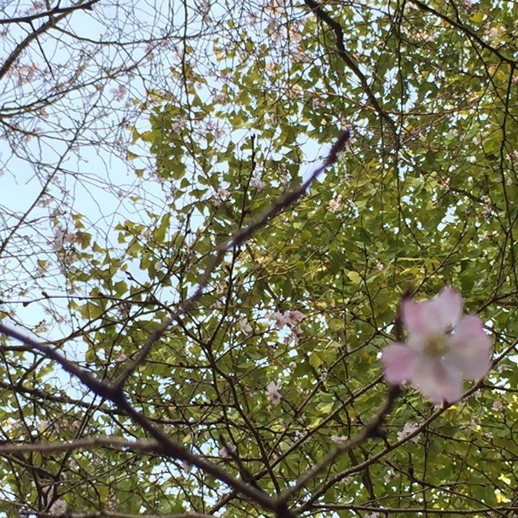 たま(^.^)さんが投稿したラ ココリコ 上野の森桜テラス店 （LA COCORICO）に関する口コミの画像